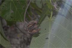 Eriolaena hookeriana